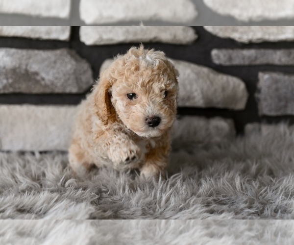 Medium Photo #5 Poodle (Toy) Puppy For Sale in MILLERSBURG, OH, USA