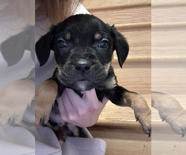 Medium Photo #24 American Pit Bull Terrier-Black Mouth Cur Mix Puppy For Sale in QUAKER HILL, CT, USA