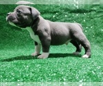 Small #2 American Bully