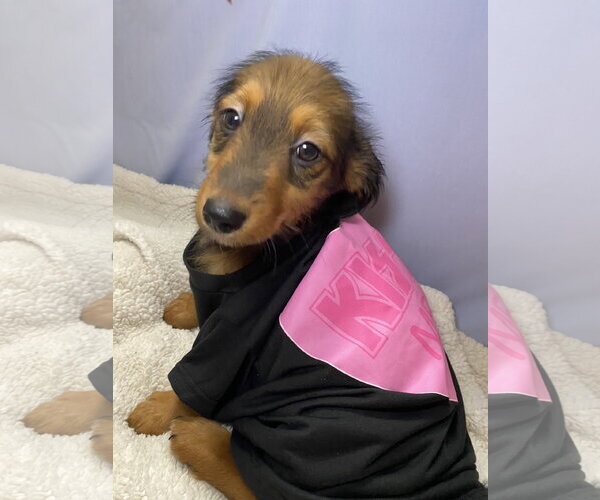 Medium Photo #2 Dachshund-Unknown Mix Puppy For Sale in Hillsboro, MO, USA
