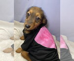 Small #1 Dachshund Mix