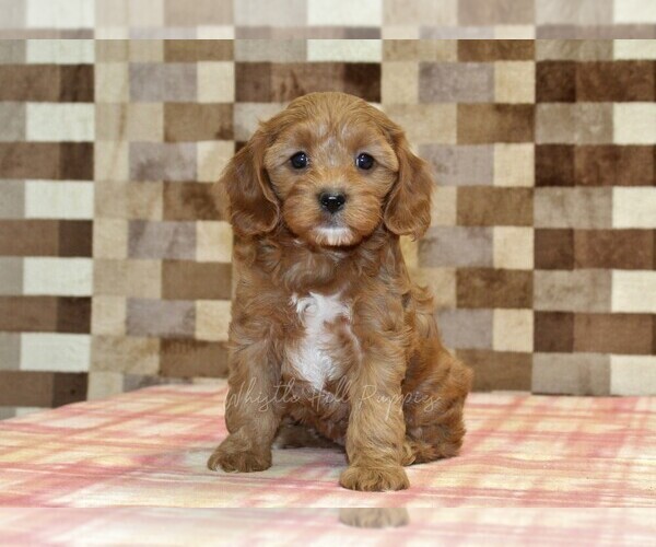 Medium Photo #3 Cavapoo (Miniature) Puppy For Sale in DENVER, PA, USA