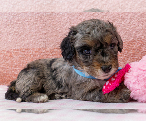 Bernedoodle (Miniature) Puppy for sale in ROY, UT, USA
