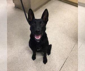 Labrador Retriever-Unknown Mix Dogs for adoption in Riverside, CA, USA