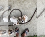 Small Photo #4 Bulldog Puppy For Sale in ROSEVILLE, MI, USA