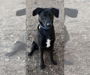 Tyson - Male Mutt Dog for Adoption - Photo #5