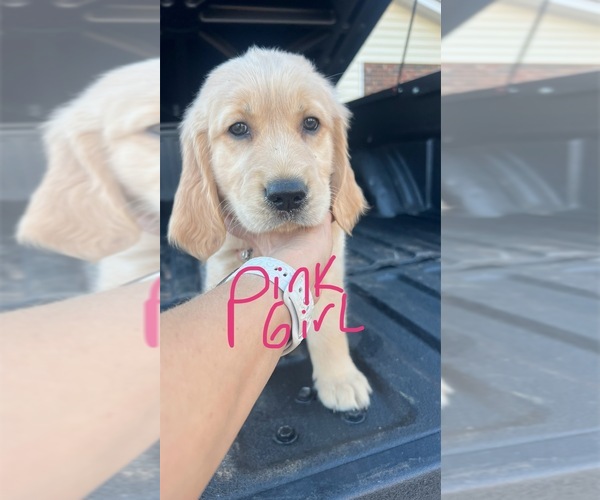 Medium Photo #3 Golden Retriever Puppy For Sale in BOILING SPGS, SC, USA