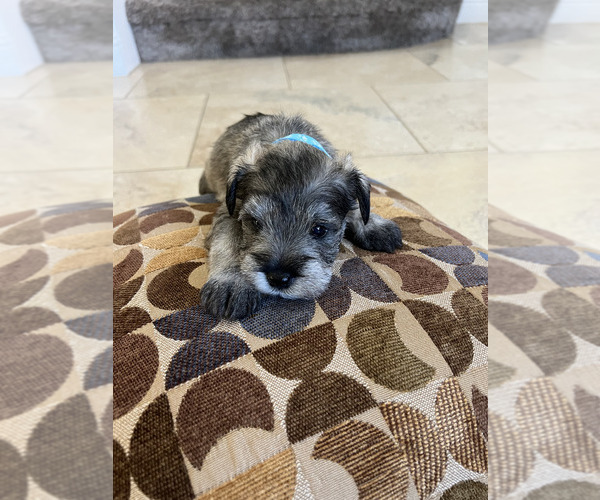 Medium Photo #3 Schnauzer (Miniature) Puppy For Sale in RIVERSIDE, CA, USA