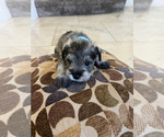 Small #2 Schnauzer (Miniature)
