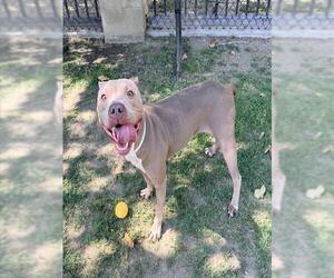 Mutt Dogs for adoption in Riverside, CA, USA