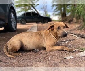 Labrador Retriever-Unknown Mix Dogs for adoption in Rockaway, NJ, USA