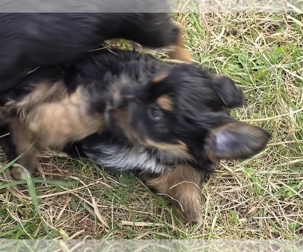Medium Photo #5 Yorkshire Terrier Puppy For Sale in HUDDLESTON, VA, USA