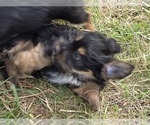 Small #4 Yorkshire Terrier