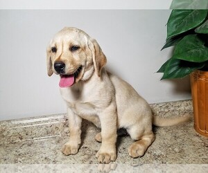Labrador Retriever Puppy for sale in CATO, NY, USA