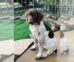 Small Photo #1 German Shorthaired Pointer Puppy For Sale in ENOLA, PA, USA