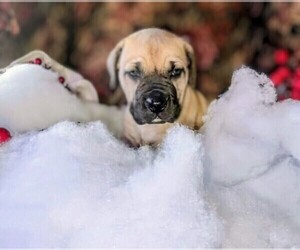 Boerboel Puppy for sale in GREENWOOD, MO, USA