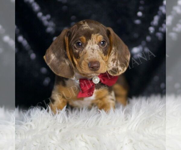 Medium Photo #3 Dachshund Puppy For Sale in WARSAW, IN, USA