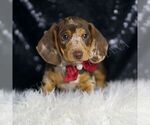 Small #2 Dachshund