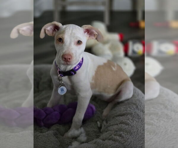 Medium Photo #1 American Staffordshire Terrier-Unknown Mix Puppy For Sale in Dana Point, CA, USA