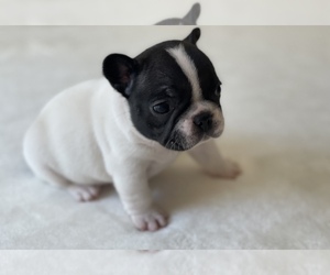 French Bulldog Puppy for Sale in BATTLE CREEK, Michigan USA