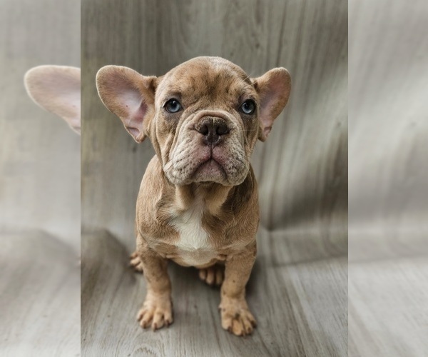 Medium Photo #2 French Bulldog Puppy For Sale in INDIANAPOLIS, IN, USA