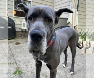Great Dane Dogs for adoption in Huntersville, NC, USA