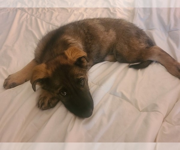 Medium Photo #3 German Shepherd Dog Puppy For Sale in MONTREAL, MO, USA