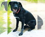 Small #4 Labrador Retriever Mix