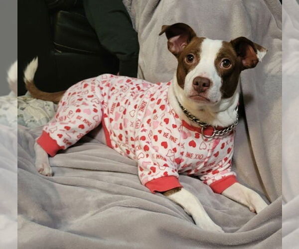 Medium Photo #3 Jack Russell Terrier-Unknown Mix Puppy For Sale in Germantown, OH, USA