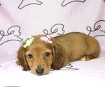 Small Photo #15 Dachshund Puppy For Sale in LAS VEGAS, NV, USA