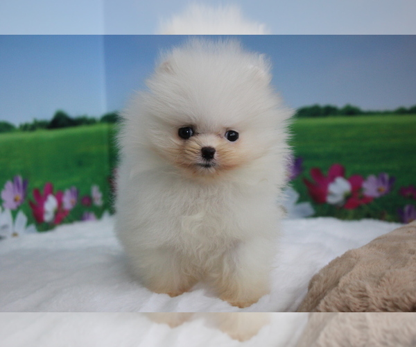 Medium Photo #10 Pomeranian Puppy For Sale in LOS ANGELES, CA, USA