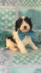 Small Photo #4 Cavapoo Puppy For Sale in EDEN, PA, USA