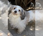 Princess - Female Lhasa-Poo Dog for Adoption - Small photo