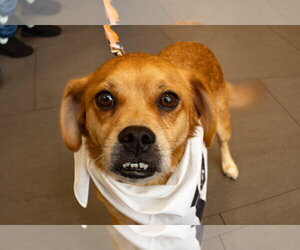 Jax- precious pug - Male Puggle Dog for Adoption - Photo #7