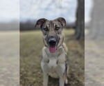 Small #5 Mutt