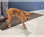 Small Black Mouth Cur Mix