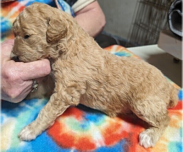 Medium Photo #3 Poodle (Miniature) Puppy For Sale in LEBANON, OR, USA