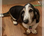 Small Photo #3 Basset Hound Puppy For Sale in Petaluma, CA, USA