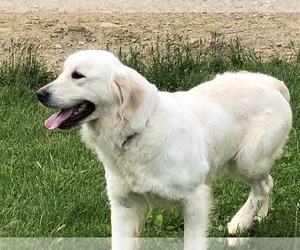 English Cream Golden Retriever Dog for Adoption in JADWIN, Missouri USA
