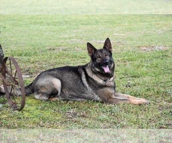 Medium Photo #1 German Shepherd Dog Puppy For Sale in ROANOKE, AL, USA