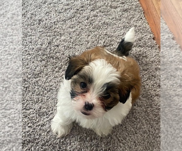 Medium Photo #1 Zuchon Puppy For Sale in PASADENA, MD, USA