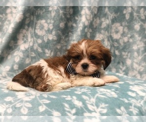 Lhasa Apso Puppy for sale in LAKELAND, FL, USA