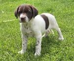 Puppy Sully Border Collie-German Shorthaired Pointer Mix