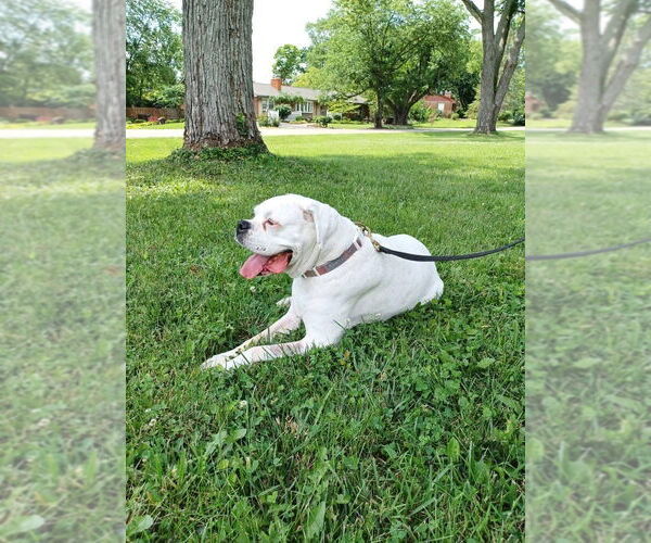 Medium Photo #2 American Pit Bull Terrier-Unknown Mix Puppy For Sale in Germantown, OH, USA