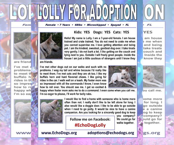 Medium Photo #2 - Mix Puppy For Sale in Hoffman Estates, IL, USA