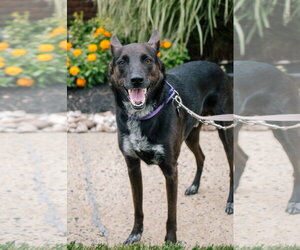 Indigo - Indeed a Good Boy! - Male Mutt Dog for Adoption - Photo #22