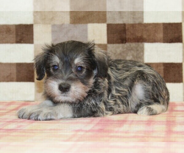 Medium Photo #2 Schnauzer (Miniature) Puppy For Sale in DENVER, PA, USA