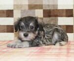Small #1 Schnauzer (Miniature)