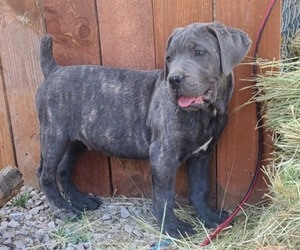Cane Corso Puppy for sale in FALLON, NV, USA