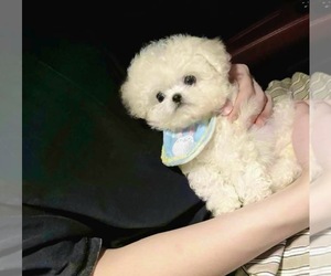 Bichon Frise Puppy for sale in EASTVALE, CA, USA